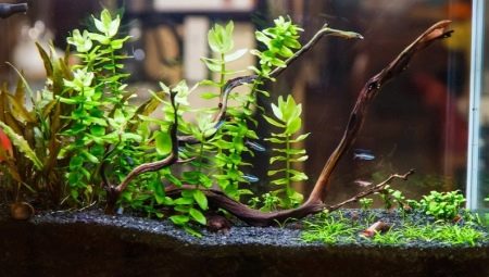 Грунт для аквариумных растений: виды, выбор и применение