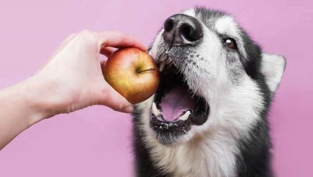 Какие фрукты можно давать собакам?