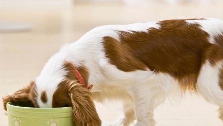 Можно ли кормить собаку натуральным и сухим кормом одновременно и как это правильно делать?