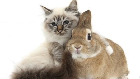 Мужчины Коты (Кролики): характеристика и совместимость 