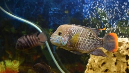 Описание видов хищных аквариумных рыб и их содержание