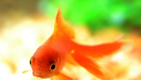 Оранжевые аквариумные рыбы: разновидности, выбор и уход