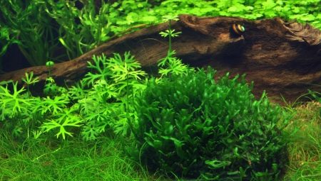 Печеночный мох в аквариуме: как сажать и правильно за ним ухаживать?