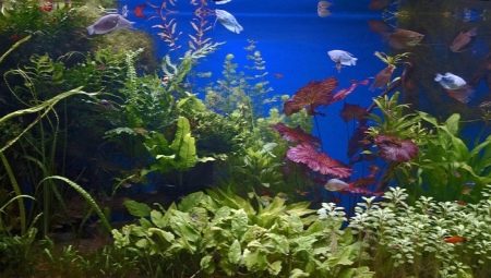 Пресноводный аквариум и его обитатели