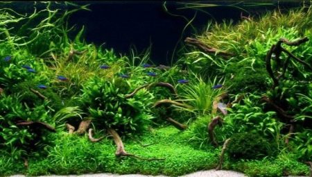 Разновидности живых растений для аквариума и их выращивание 