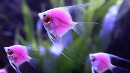 Розовые аквариумные рыбы: обзор видов и рекомендации по уходу