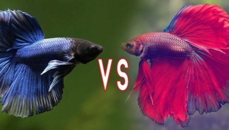 Рыбы петушки: разновидности, выбор, уход и размножение за «бойцовыми» рыбками