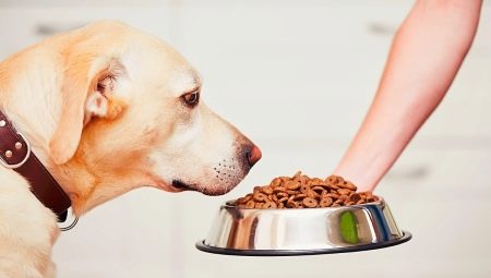 Сколько сухого корма в день нужно давать собаке?