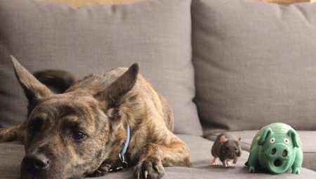Совместимость Собаки и Крысы 