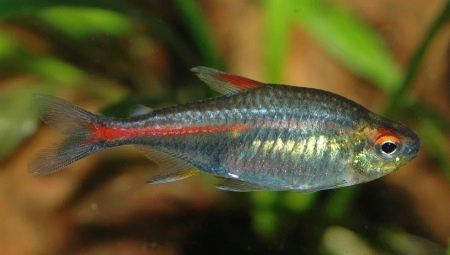 Тетра: описание, виды и содержание аквариумных рыб
