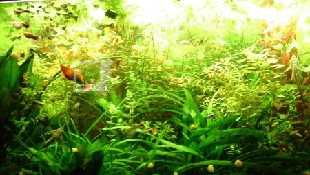 Удобрения для аквариумных растений: виды и применение