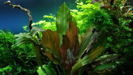 Виды аквариумных растений