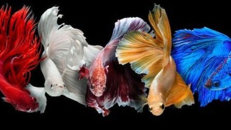 Виды Петушков Рыбок С Фото И Названиями