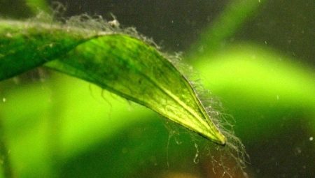Зеленые водоросли в аквариуме: причины появления, методы борьбы и профилактики