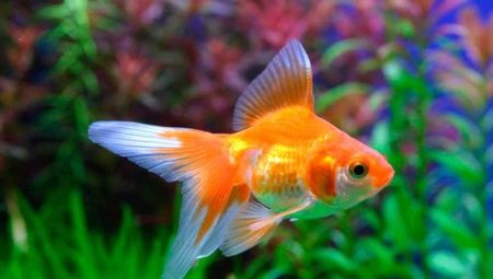 Золотые рыбки: разновидности, выбор, уход и разведение