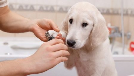 Как правильно подстричь когти собаке в домашних условиях? 