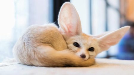 Фенек – все о необычных домашних лисах 