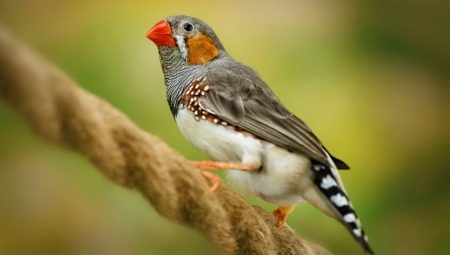Птицы амадины: виды и содержание в домашних условиях
