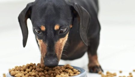 Как выбрать корм для собак с чувствительным пищеварением?