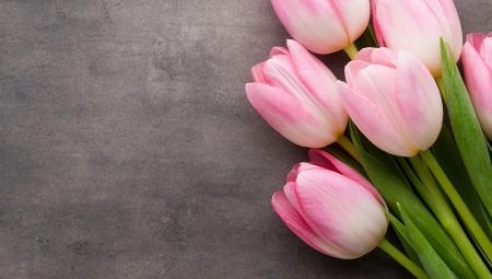 Почему на 8 Марта дарят тюльпаны?
