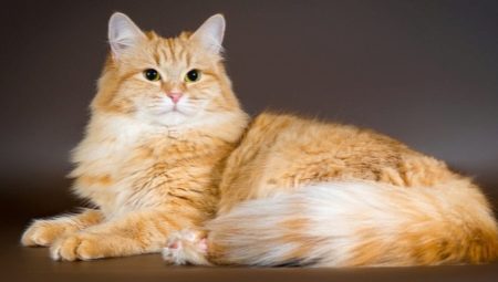 Рыжие сибирские кошки: характеристика породы и содержание 