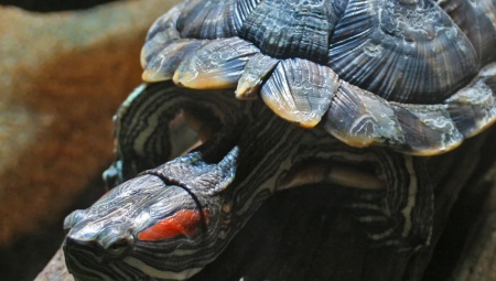 Как определить возраст красноухой черепахи?