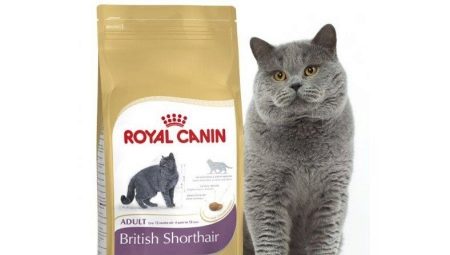 Обзор кормов для британских кошек ROYAL CANIN