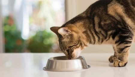 Описание кормов для кошек и котов Ontario