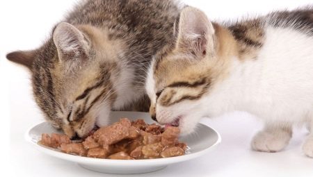 Описание влажных кормов Purina Pro Plan для котят