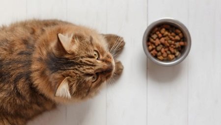 Особенности кормов для кошек и котов Grand Prix