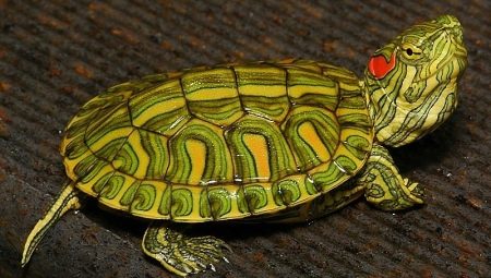 Сколько по времени красноухая черепаха может прожить без еды и почему она не ест?