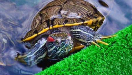 Сколько живут красноухие черепахи?