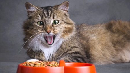 Все о кормах для кошек и котов Ownat