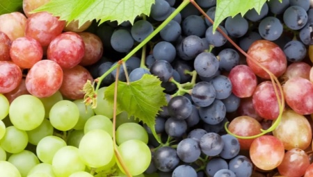 Хранение винограда в домашних условиях