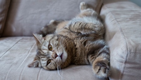 Как убрать с дивана запах кошачьей мочи?