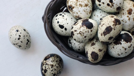 Сколько и как хранить перепелиные яйца? 