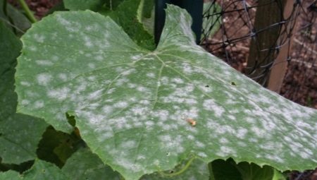 Белые пятна на листьях огурцов: причины и способы лечения