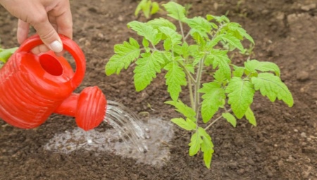 Чем полить помидоры для роста? Народные удобрения