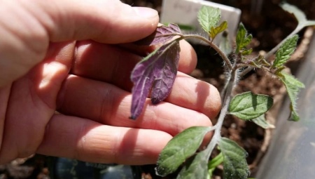 Что делать, если у рассады томатов фиолетовые листья?