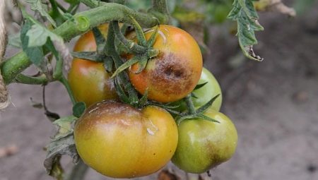 Фитофтора на помидорах в открытом грунте. Чем обработать?