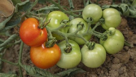 Как бороться с фитофторой на помидорах народными средствами?