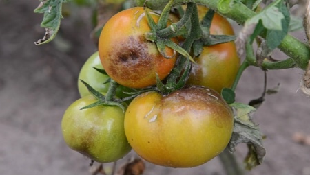 Как бороться с фитофторой на помидорах в теплице?