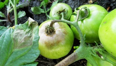 Как избавиться от фитофторы на помидорах?