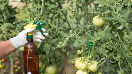 Как обработать помидоры фурацилином? Правила использования раствора