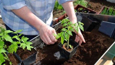 Как посадить помидоры на рассаду?