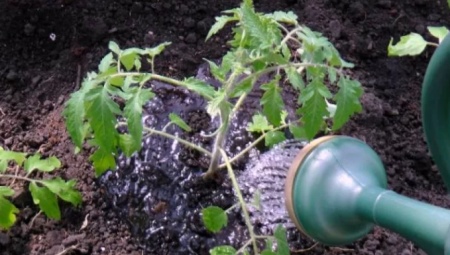 Как правильно поливать помидоры в открытом грунте?