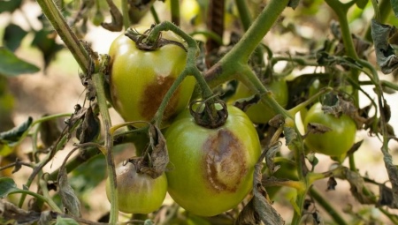 Как предотвратить появление фитофторы на помидорах?