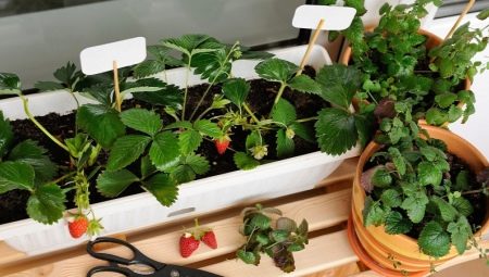 Как вырастить клубнику и землянику на балконе?