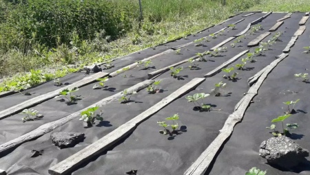 Как вырастить клубнику под агроволокном?