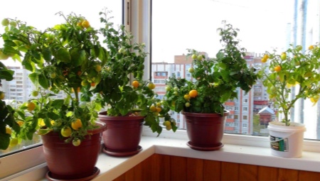 Как вырастить помидоры на балконе?